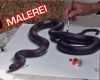 Illusionsmalerei Vorlagen Angenehm Malen Mit 3d Effekt │ Realistische Schlange │optische