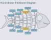Ishikawa Vorlage Powerpoint Inspiration ishikawa Diagramm Vorlage Powerpoint