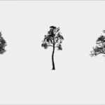 It Betriebskonzept Vorlage Erstaunlich Baum Master Pack Vector Graphics Clipart