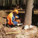 Jährliche Unterweisung Kranführer Vorlage Erstaunlich Motorsägenunterweisung Nach Dguv A1 Ingenieurbüro Für