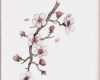 Japanische Kirschblüten Tattoo Vorlage Beste Cherry Blossoms Of Spring