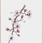 Japanische Kirschblüten Tattoo Vorlage Beste Cherry Blossoms Of Spring