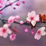 Japanische Kirschblüten Tattoo Vorlage Schön Kirschblüten Tattoo Bedeutung &amp; Bilder Zum Motiv