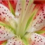 Jimdo Design Vorlagen Elegant Vorlagen My Designwebsides Webseite