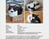 Katze Entlaufen Flyer Vorlage Angenehm Wo ist Paul – Katze Auf Der Düsselstraße Entlaufen