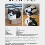 Katze Entlaufen Flyer Vorlage Angenehm Wo ist Paul – Katze Auf Der Düsselstraße Entlaufen