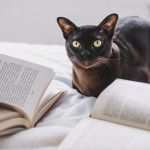 Katze Entlaufen Flyer Vorlage Einzigartig Katze In Der Nähe Von Büchern