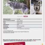 Katze Entlaufen Flyer Vorlage Elegant Huskyhündin Neva 10 Jahre Aus Greifenstein Ulm Vermisst