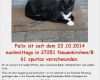 Katze Entlaufen Flyer Vorlage Elegant Vermisst