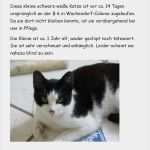 Katze Entlaufen Flyer Vorlage Süß Vermisst