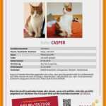 Katze Vermisst Suchplakat Vorlage Angenehm 17 Vertrag Vorlage Kostenlos