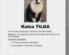 Katze Vermisst Suchplakat Vorlage Erstaunlich Suchmeldung Katze Vorlage Schönste Tierheim Itzehoe