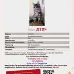 Katze Vermisst Suchplakat Vorlage Erstaunlich Vermisste Tiere In Calbe Und Umgebung Suchnummer 140