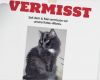Katze Vermisst Suchplakat Vorlage Genial Hilfe Unser Büsi ist Weg