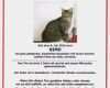 Katze Vermisst Suchplakat Vorlage Großartig Der 2 Jährige Kater Nimo Wird Seit Dem 08 07 10 Vermisst