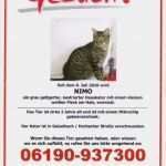 Katze Vermisst Suchplakat Vorlage Großartig Der 2 Jährige Kater Nimo Wird Seit Dem 08 07 10 Vermisst