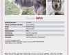 Katze Vermisst Suchplakat Vorlage Großartig Siberian Husky Seit 21 02 14 15 30 In Greifenstein