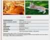 Katze Vermisst Suchplakat Vorlage Luxus 22 Großartig Katze Vermisst Vorlage Ideen