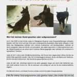 Katze Vermisst Suchplakat Vorlage Luxus Tierschutzverein Ibbenbüren Und Umgebung E V Vermisst