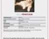 Katze Vermisst Suchplakat Vorlage Schönste Willkommen