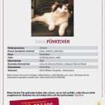 Katze Vermisst Suchplakat Vorlage Schönste Willkommen