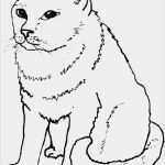 Katzen Masken Vorlagen Beste Ausmalbilder Hamster Kostenlos Malvorlagen Zum