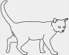 Katzen Schutzvertrag Vorlage Neu Barch Ausmalbild Katze