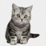 Katzen Schutzvertrag Vorlage Wunderbar Ich Habe Einen Intensiven Traum über Katzen Gehabt Was