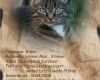 Katzen Schutzvertrag Vorlage Wunderbar Steckbrief Von Gismo Foto & Bild