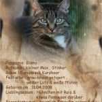 Katzen Schutzvertrag Vorlage Wunderbar Steckbrief Von Gismo Foto & Bild