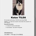 Katzen Vermisstenanzeige Vorlage Beste Tierheim Itzehoe Tierschutzverein Itzehoe & Kreis