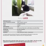 Katzen Vermisstenanzeige Vorlage Elegant Vermisst