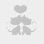 Katzen Vermisstenanzeige Vorlage Gut Glas Bemalen Ideen Verschiedene Techniken Und Vorlagen