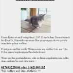 Katzen Vermisstenanzeige Vorlage Inspiration Vermisst