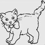 Katzen Vermisstenanzeige Vorlage Schön Katzen Vermisstenanzeige Vorlage Fabelhaft Katze