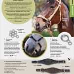 Klinische Bewertung Vorlage Neu Ausgezeichnet Pferdekopf Anatomie Zeitgenössisch