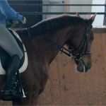 Klinische Bewertung Vorlage Schön Ausgezeichnet Pferdekopf Anatomie Zeitgenössisch