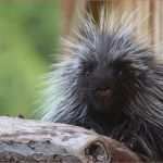 Kündigung Weight Watchers Vorlage Elegant Kundigung Weight Watchers Vorlage 62 Erstaunlich