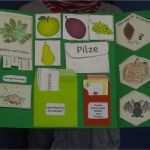 Lapbook Vorlagen Wald Elegant Kasilou Fertige Herbst Lapbooks