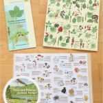 Lapbook Wald Vorlagen Beste Wald Lapbook Im Sachunterricht