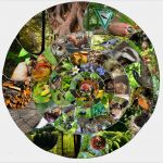 Lapbook Wald Vorlagen Inspiration Tipss Und Vorlagen Legespirale Zum thema Wald