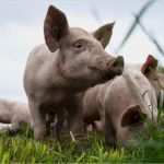 Meinungsumfrage Vorlage Angenehm Agrar Initiativen Im Hoch Einmal Grün Einmal Rot News