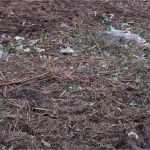 Meinungsumfrage Vorlage Angenehm Sechtemer Weg Bornheim Unterbringung Von 128 Flüchtlingen