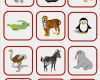 Memory Vorlage Pdf Gut Bildkarten Zootiere Sprache Madoo