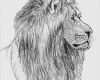 Menschen Zeichnen Vorlagen Best Of Menschen Zeichnen Vorlagen Wunderbar Einen Löwen Zeichnen