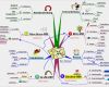 Mind Map Vorlage Erstaunlich Ablauf Ebene 3 Map