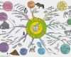 Mind Map Vorlage Neu Mindmap Erstellen