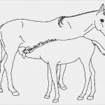 Ministeck Vorlagen Erwachsene Cool Kids N Fun