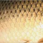 Mitgliedsausweis Vorlage Download Hübsch asv Grosslittgen E V Gastangler