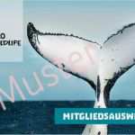 Mitgliedsausweis Vorlage Wunderbar Pro Wildlife Patenschaft Für Wildtiere Wie Elefanten Oder